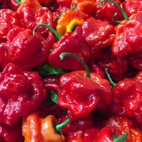 Chilli Red Scotch Bonnet Forest Field