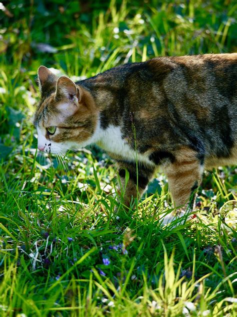 Calico Cat Mammal Free Photo On Pixabay Pixabay