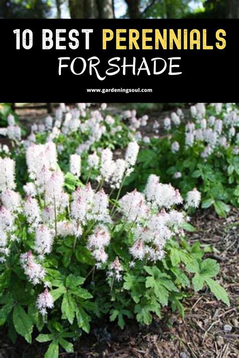 10 Best Perennials For Shade In 2020 Best Perennials Best Perennials