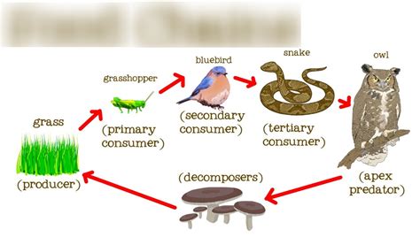 Food Chain Vocabulary Diagram Quizlet