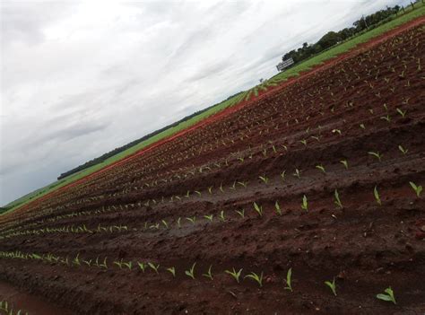 Mais Efici Ncia Na Semeadura Do Milho Safrinha M Quinas E Inova Es