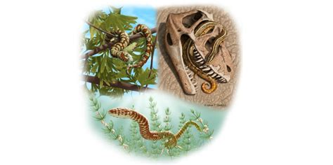 Oldest known snake fossils identified