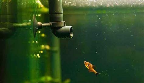 Aquarium Filter Noise Reduction: How to Make a Fish Tank Filter Quieter