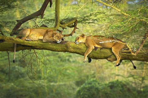 Big Cats Rest Animals Wildlife Trees Depth Of Field Lion