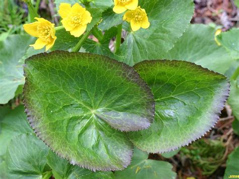 Marsh Marigold The Morton Arboretum