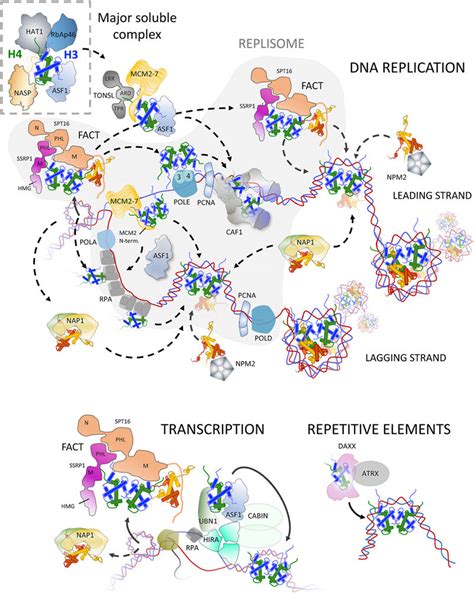 Histone Chaperoning In The Nucleus Histone Deposition Can Be Split Into