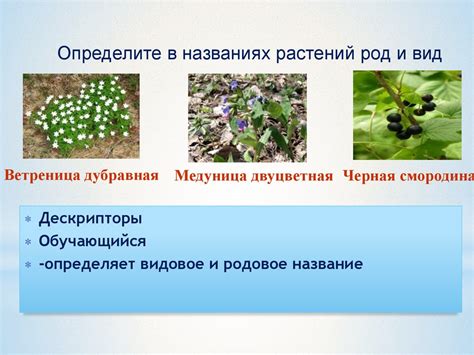 5 урок Систематика растений - презентация онлайн