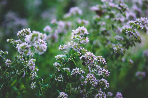 Free Images Nature Blossom Meadow Leaf Flower Purple Summer