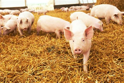 Wisconsin Has 400,000 Hogs and Pigs - Mid-West Farm Report