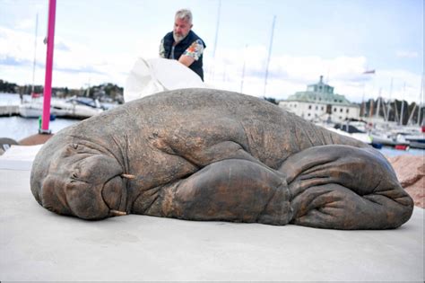 中英對照讀新聞》life Size Sculpture Of Euthanized Walrus Unveiled In Norway 遭