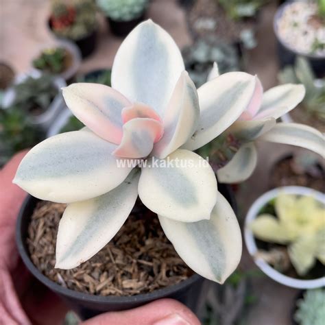 Echeveria Plants For Sale Kaktus Id Source Quality Cactus