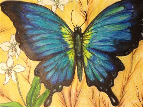 Prismacolor Pencil Butterfly Drawing Art Color Pencil Art Butterfly