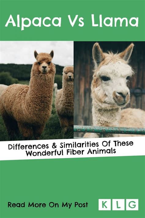 Alpaca Vs Llama 11 Differences Between Alpacas And Llamas