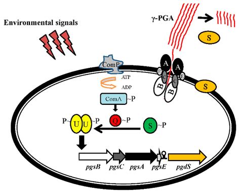 Ijms Free Full Text Poly γ Glutamic Acid Synthesis Gene Regulation