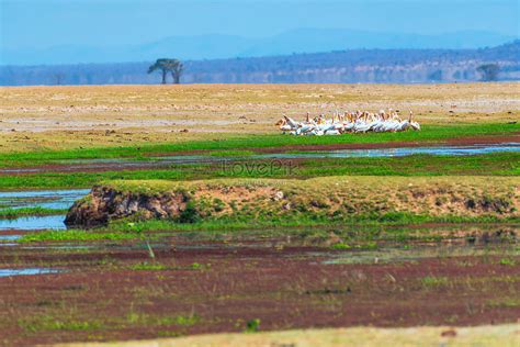 Amboseli National Park Images, HD Pictures For Free Vectors Download ...