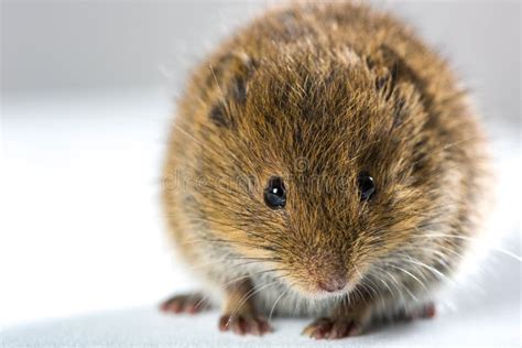 Close Up On Brown Field Mouse Isolated On White Stock Image Image Of