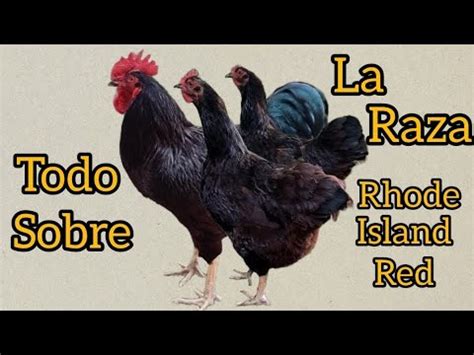 Todo Sobre La Raza Rhode Island Red La Raza De Gallinas Que Lo Tiene