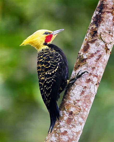 Fascinants Oiseaux De La Forêt Atlantique Au Brésil