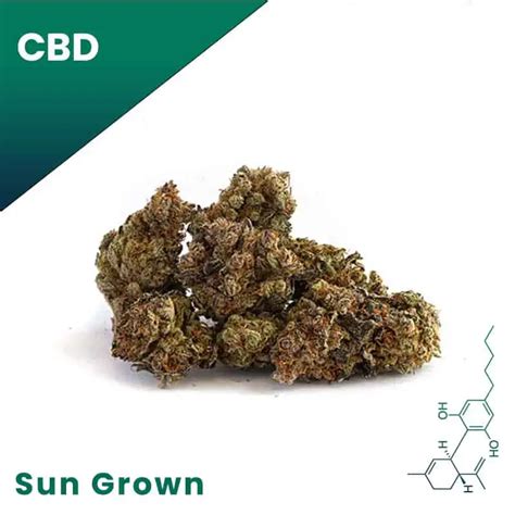 Bubba Kush Sun Grown CBD Flower | Buy Wholesale Hemp