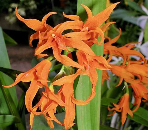 Types Of Orange Flowers