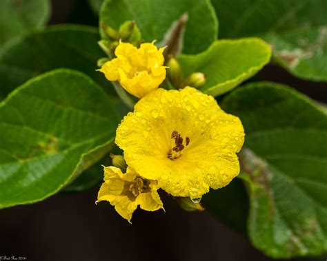 More Galapagos Flowers Muyuyo Aka Yellow Cordia Cordia Lu Flickr