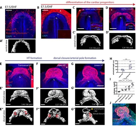 Figures And Data In Live Imaging Of Heart Tube Development In Mouse