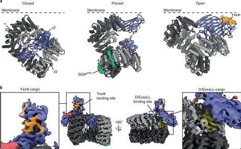 Cargo Binding Pockets Are Exposed In The Primed Ap2 Complex A Summary