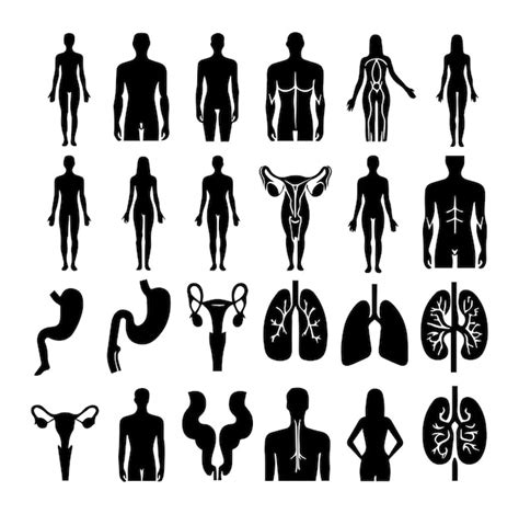 Premium Vector Human Organ Set Vector Silhouette