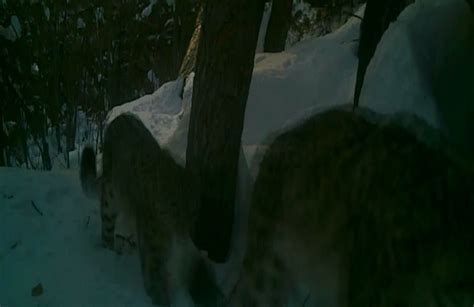 ट्रैप कैमरों में अच्छी संख्या में देखी गई स्नो लेपर्ड की फैमिली Snow Leopard Seen In Good Number