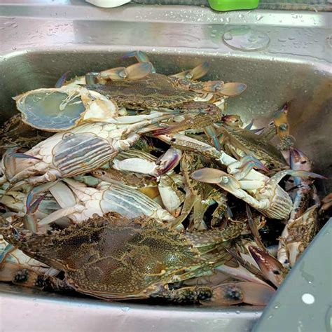 Resepi Ketam Masak Lemak Cili Padi Power