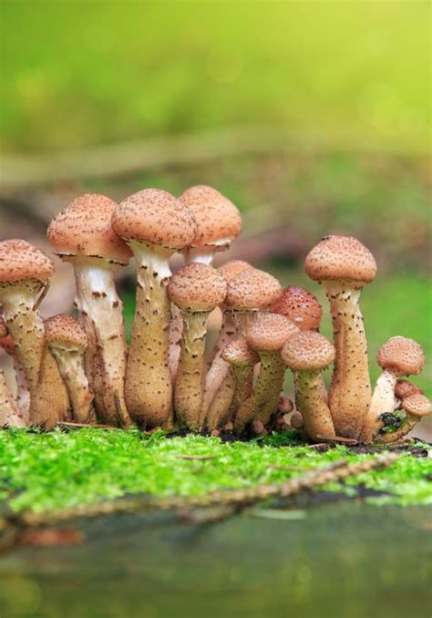 Fungo De Mel Do Agaric Na Floresta Do Outono Imagem De Stock Imagem