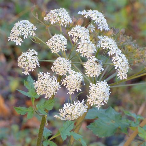 Photo Berce Commune Patte D Ours Heracleum Sphondylium