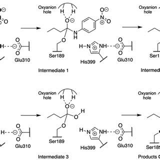 Schematic representation of the reaction mechanism of the hydrolysis of ...