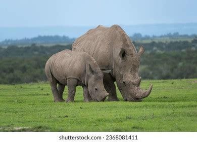 1,965 Black Rhino Eating Royalty-Free Images, Stock Photos & Pictures ...