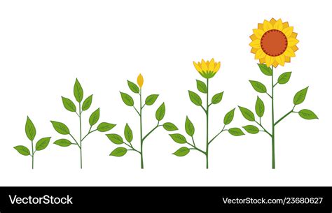 Sunflower plant growth stages concept Royalty Free Vector