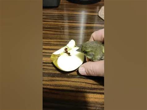 Большой любитель погрызть #птицы - YouTube