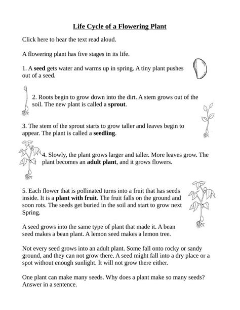 Life Cycle Of A Flowering Plant Worksheet Plant Life Cycle Worksheet Plant Life Cycle Life