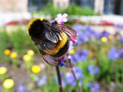 Kellis Northern Ireland Garden Bee Buzzing Summer