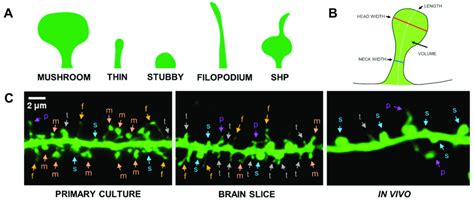 Morphological Diversity Of Dendritic Spines A Spine Shape