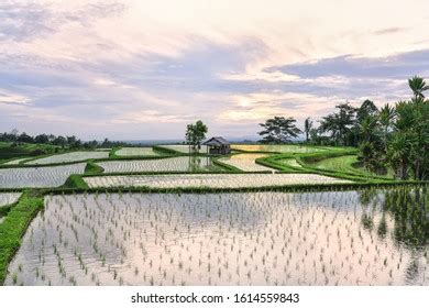 Selective Focus Stunning View Jatiluwih Rice Stock Photo