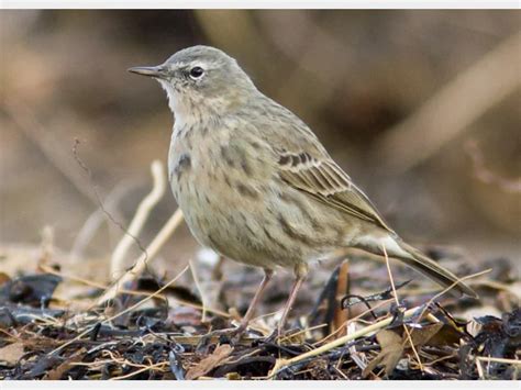 Details Scandinavian Rock Pipit Birdguides