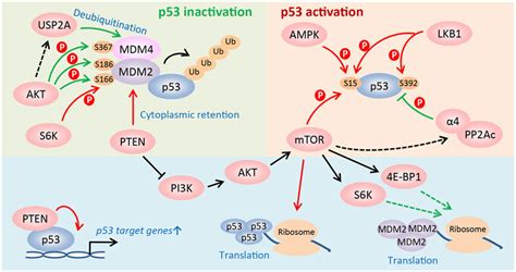 Frontiers The Cross Talk Between P53 And Mtor Pathways In Response To