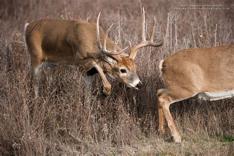 Professional Whitetail Deer Photography | Matt Hansen