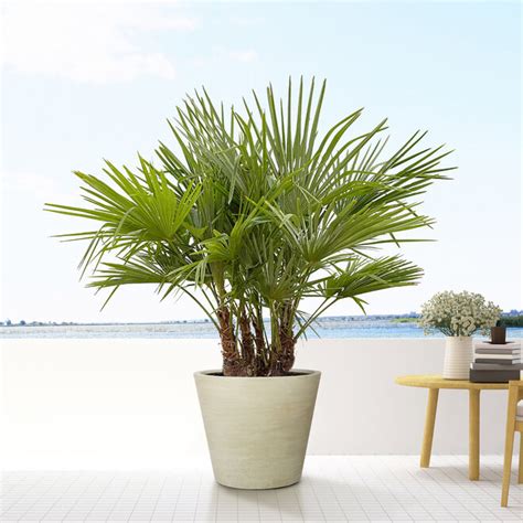 Eine Trachycarpus Fortunei Bei Green Bubble Kaufen