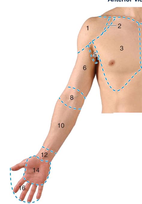 Diagram Of Anterior Upper Limb Regions Wk 1 Quizlet