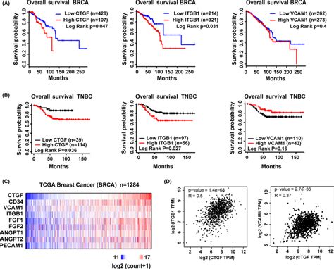 The Atp‐connective Tissue Growth Factor Ctgf Axis Is Associated With