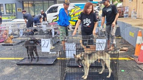 Taktik Baru Mafia Perdagangan Anjing Hindari Penggerebekan Berhasil