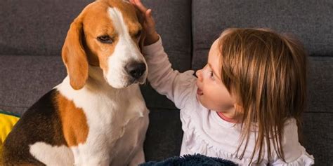 ¿cómo Saludar A Un Perro Al Llegar A Casa Apodos Felices