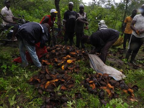 FALADEPAPAGAIO Guiné Bissau O PORQUE DE REPOVOAR FLORESTAS NO PNB