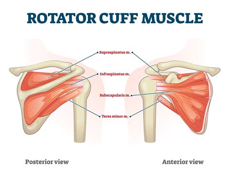 Rotator Cuff Tear Treatment | Arthroscopic Rotator Cuff Repair ...